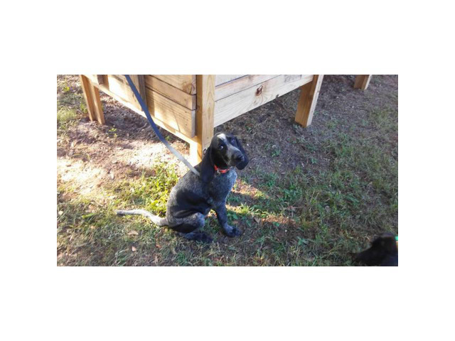 ukc bluetick coonhound for sale