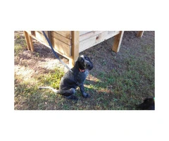 17 week old Bluetick Coonhound UKC Registered