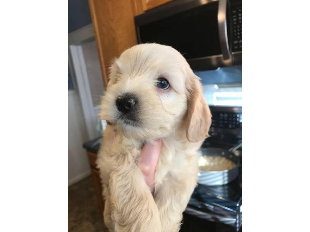 cockapoo puppies for sale north west