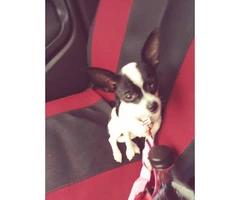 5 month old female chihuahua puppy - 2