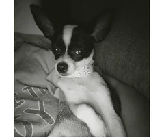 5 month old female chihuahua puppy - 3