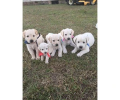 6 Golden Labradoodle puppies - 1