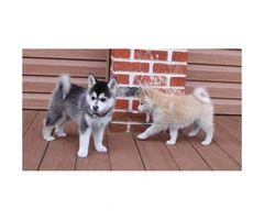 5 beautiful Pomsky Puppies available - 1