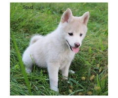 5 beautiful Pomsky Puppies available - 2