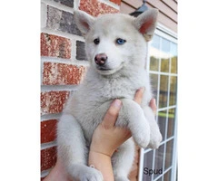 5 beautiful Pomsky Puppies available - 3