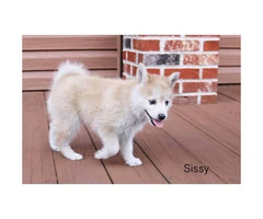 5 beautiful Pomsky Puppies available - 5