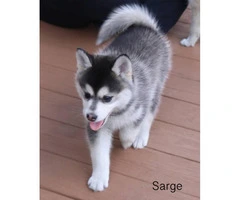 5 beautiful Pomsky Puppies available - 6