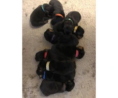 Akc Rottweiler Puppies Imported lines - 5