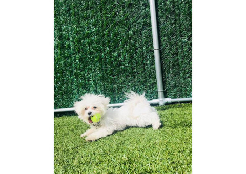 11 months old Maltese puppy