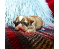 Applehead Chihuahua babies - 6