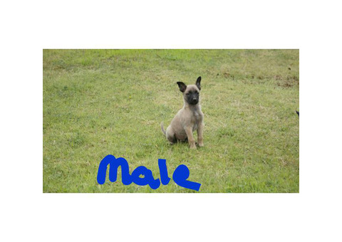 8 puppies belgian malinois mixed