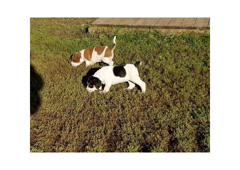 Beagle Bull Dog Mixed