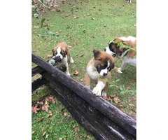 3 beautiful AKC registered St. Bernard puppies - 6