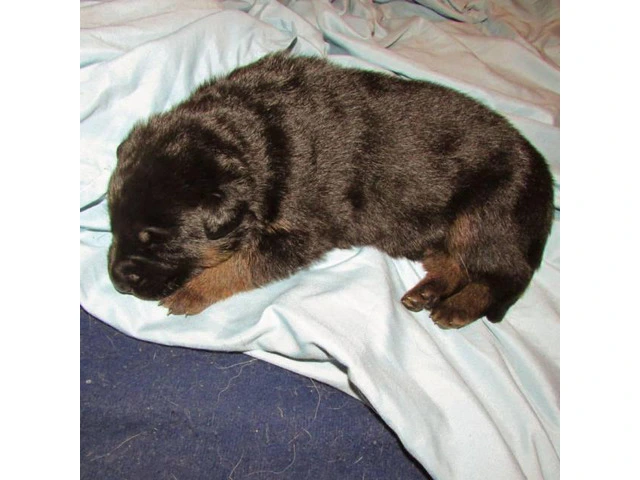 6  German Shepherd Puppies purebred