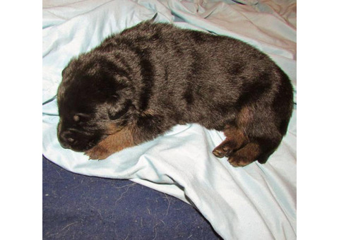 6  German Shepherd Puppies purebred