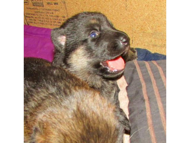 6 German Shepherd Puppies purebred in Sioux Falls, South