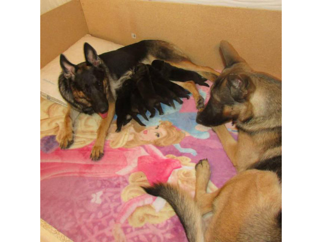 6 German Shepherd Puppies purebred in Sioux Falls, South