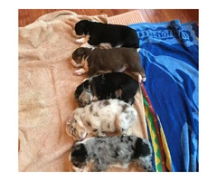 AKC Australian Shepherd Puppies Prices start at $1000 - 5