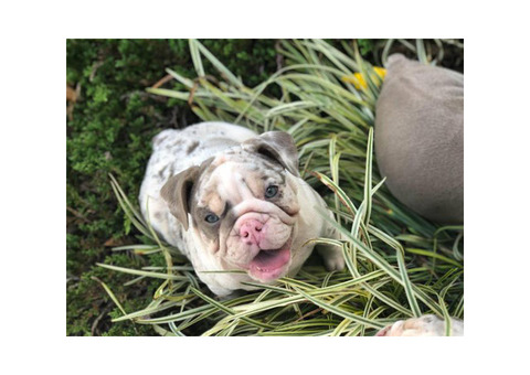 3 months old Akc registered English bulldog Pup