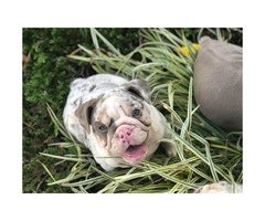 3 months old Akc registered English bulldog Pup