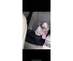 3 months old Akc registered English bulldog Pup - 3