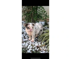3 months old Akc registered English bulldog Pup - 5