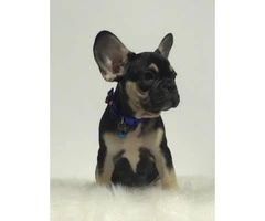 Gorgeous Black/tan male 12 week aged french bulldog Puppy - 5