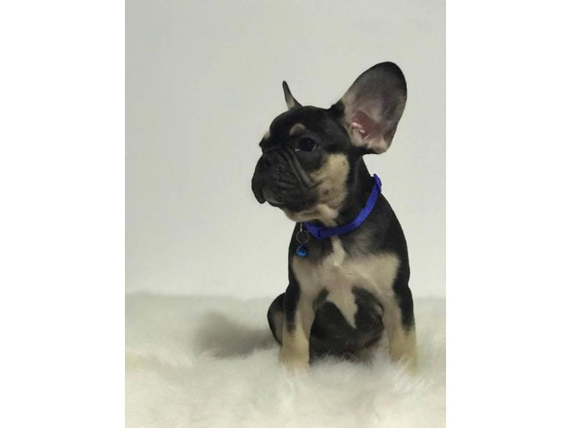 Black/tan male 12 week aged french bulldog Puppy