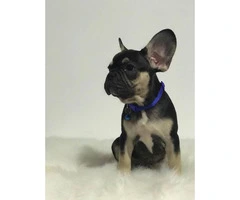 Gorgeous Black/tan male 12 week aged french bulldog Puppy - 6