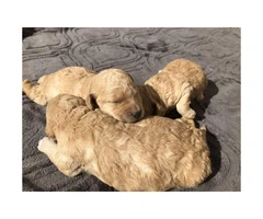 AKC miniature puppies - 2
