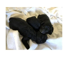 AKC miniature puppies - 5