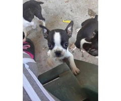 Only 4 females left Boston terriers - 3