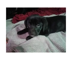 Female Black Lab Boxer MIxed puppy