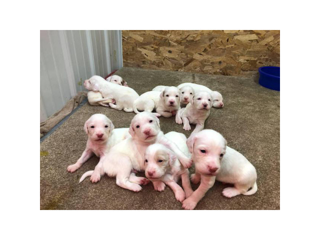 Rehoming English Setter Puppies In Patterson Iowa Puppies For Sale Near Me
