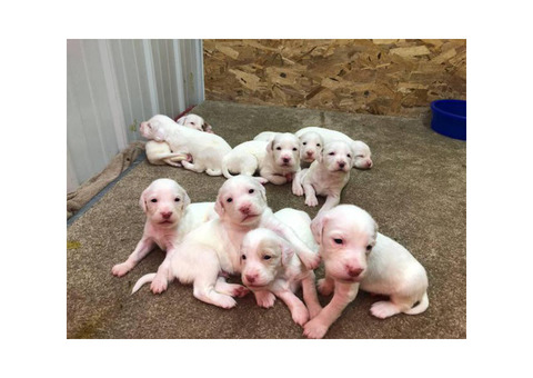 Rehoming English Setter Puppies