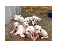 Rehoming English Setter Puppies