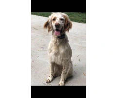 Rehoming English Setter Puppies - 2