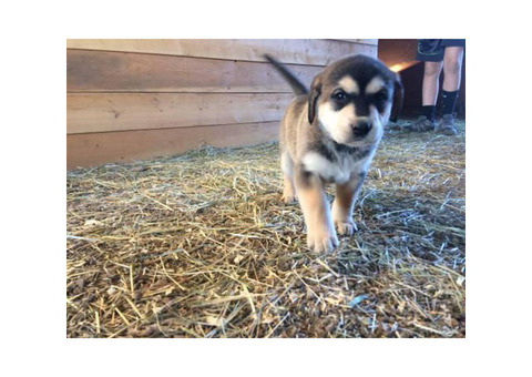Farm raised Malador Puppies