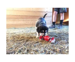 Farm raised Malador Puppies