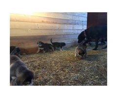 Farm raised Malador Puppies