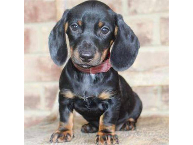 Cute Male And Female Mini Dachshund Puppies In Woodbine Georgia Puppies For Sale Near Me