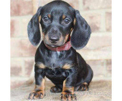 Cute Male And Female Mini Dachshund Puppies In Woodbine Georgia Puppies For Sale Near Me