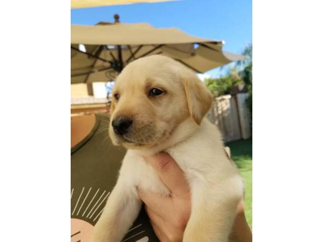 Yellow Labs Temecula Puppies For Sale Near Me