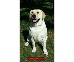 Yellow Labs - 2