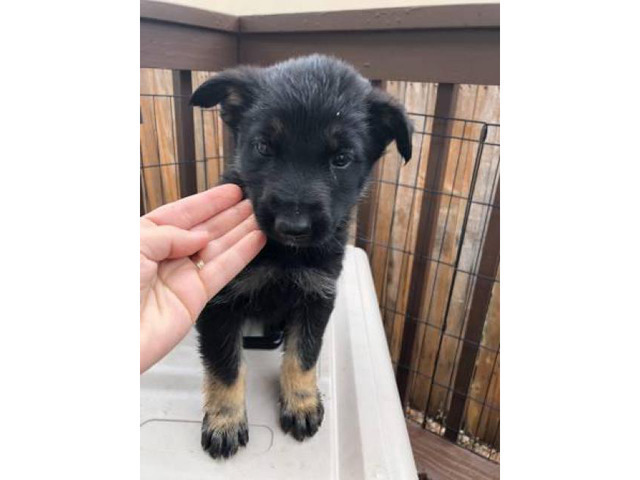 8 Weeks Old Shepherd Puppy In Denver Colorado Puppies For Sale Near Me