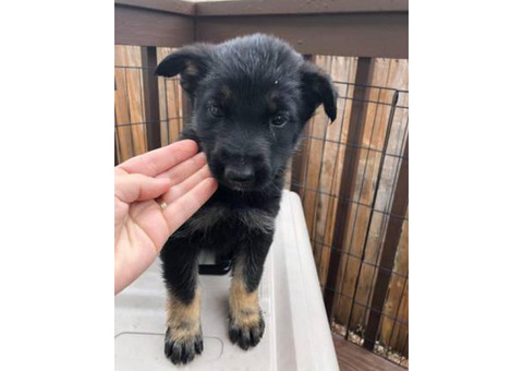 8 weeks old shepherd puppy
