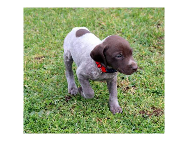 Akc German Shorthaired Pointers In Center Line Michigan Puppies For Sale Near Me