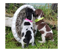 AKC German Shorthaired Pointers - 3