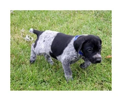 AKC German Shorthaired Pointers - 5