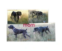 AKC German Shorthaired Pointers - 6